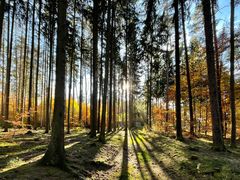 Tiefstehende Sonne im Wald