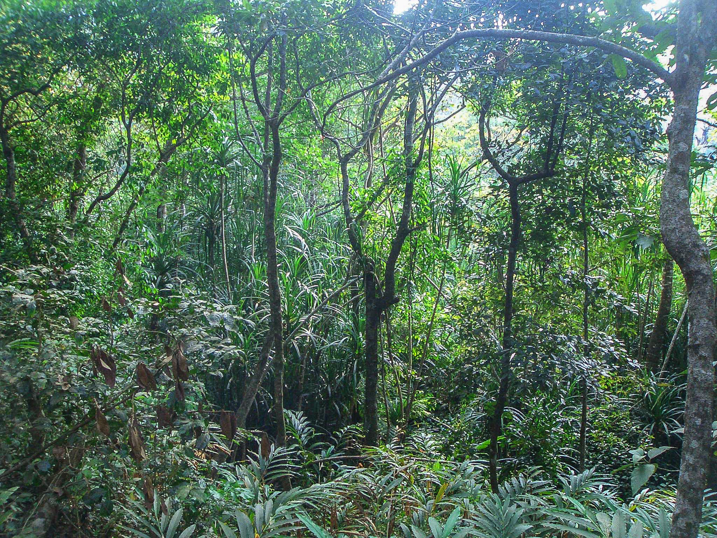 tiefster Dschungel nahe Madikeri