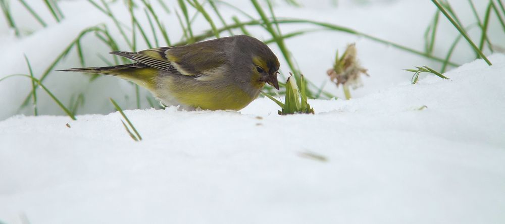 Tiefster Winter