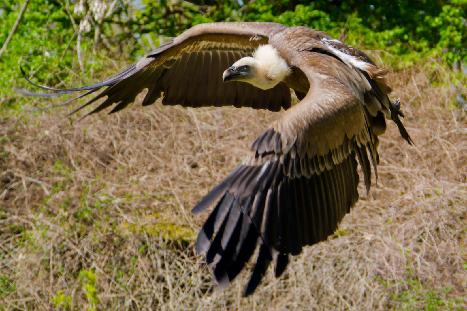 Tiefstflug