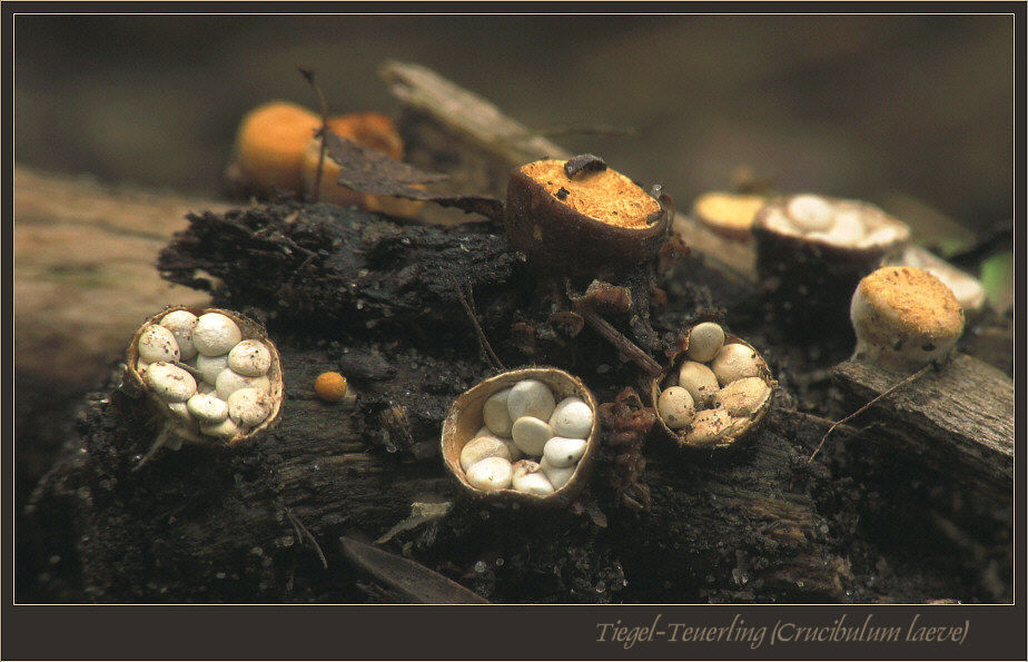 Tiegel Foto & Bild pflanzen, pilze & flechten, pilze & flechten