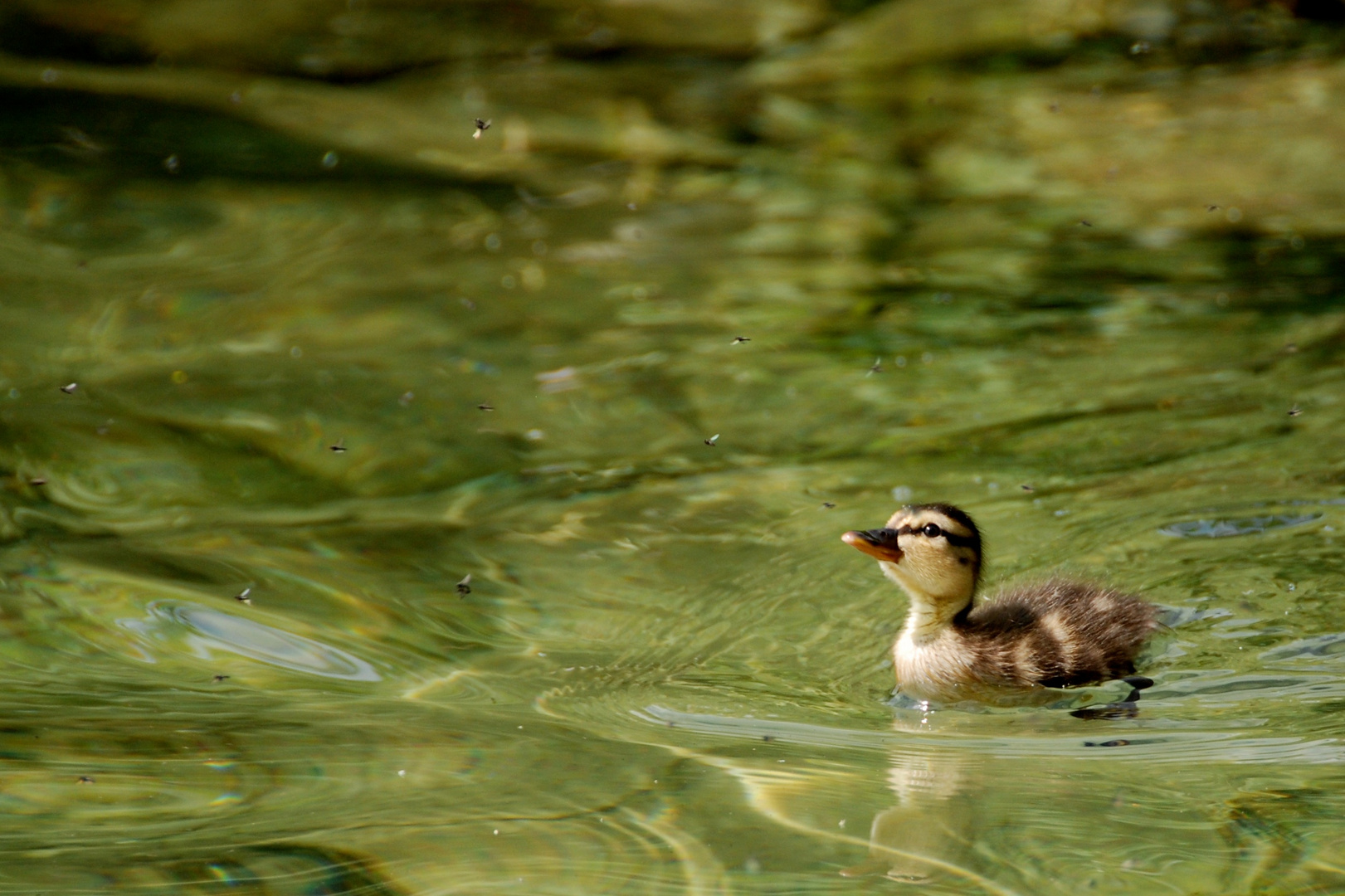 (Tieger-)Ente auf der Jagt