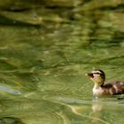 (Tieger-)Ente auf der Jagt