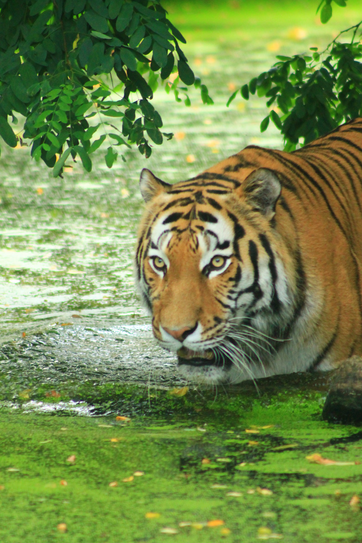 Tieger im Duisburger Zoo