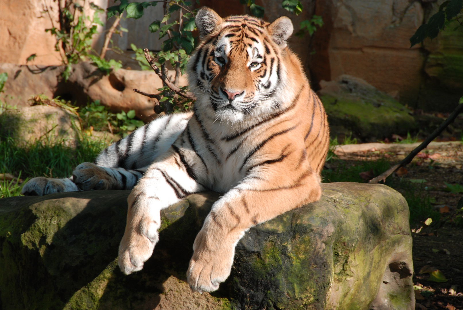 Tieger im Leipziger Zoo Foto & Bild tiere, zoo, wildpark & falknerei
