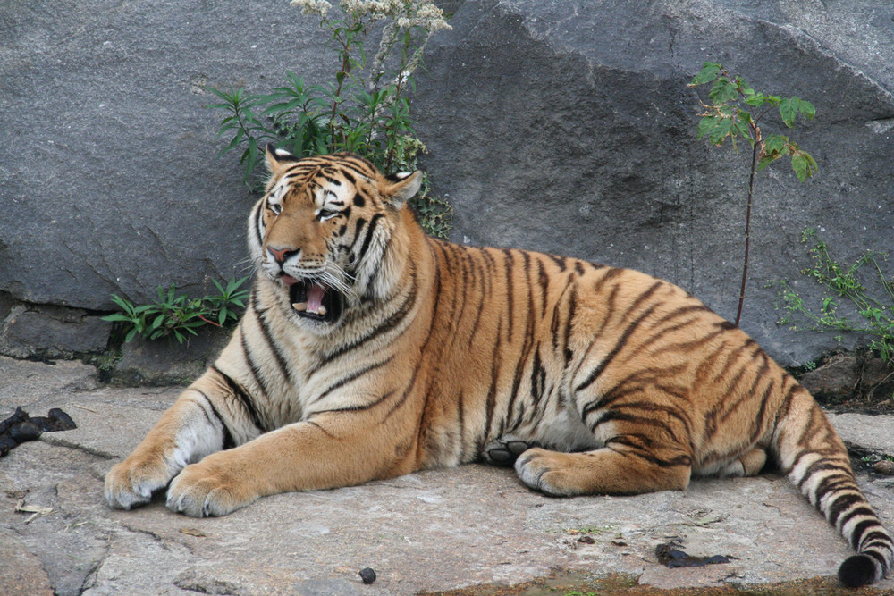 Tieger im Tierpark Berlin