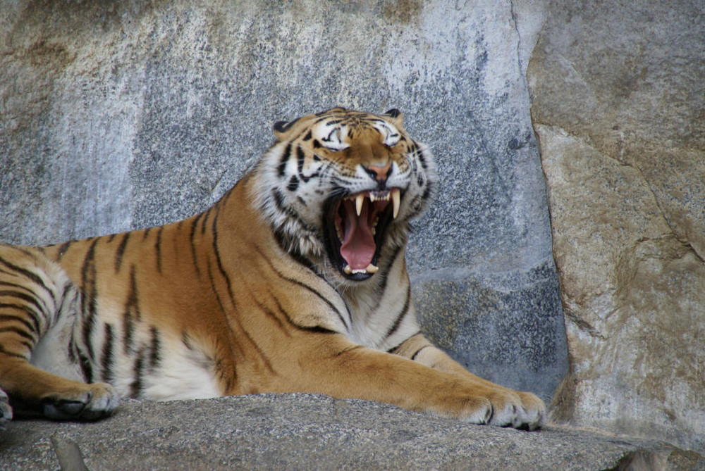 Tieger im Tierpark Berlin