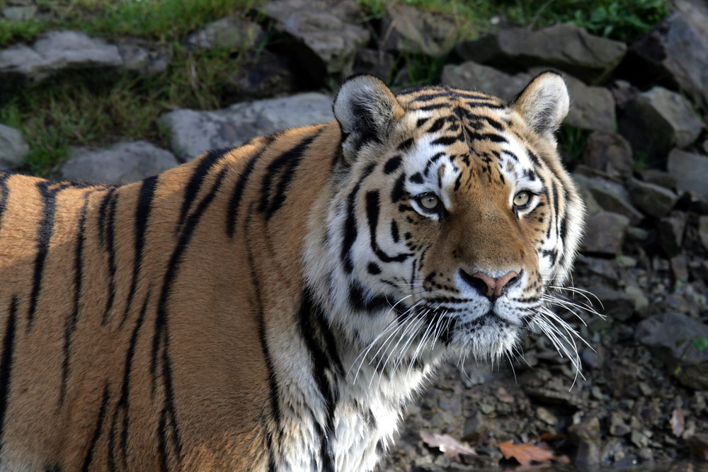 Tieger im Wuppertaler Zoo am 31.10.07