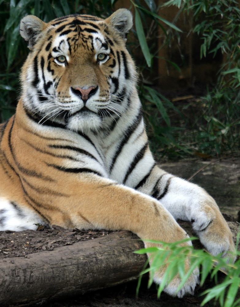 Tieger im Zoo Münster am 02.09.2007