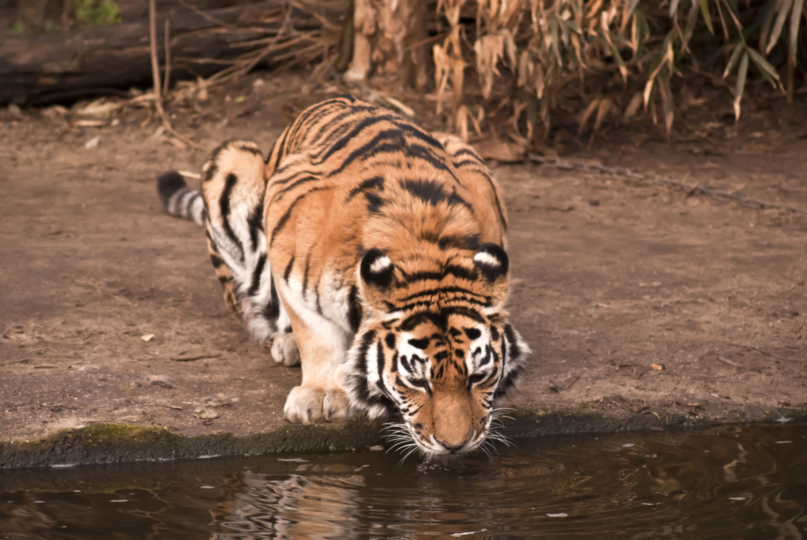 Tieger Zoo Duisburg