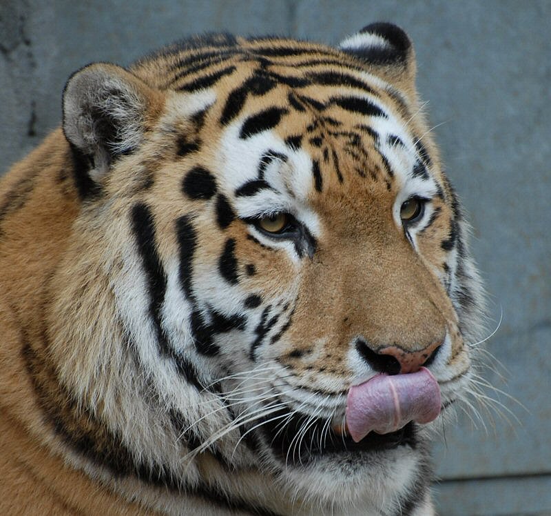 Tieger - Zoo Leipzig