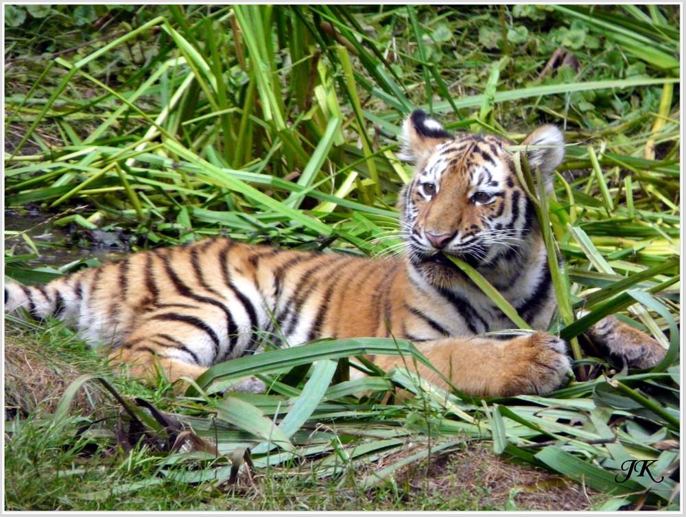 Tiegerbaby im Leipziger Zoo