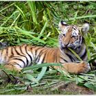 Tiegerbaby im Leipziger Zoo