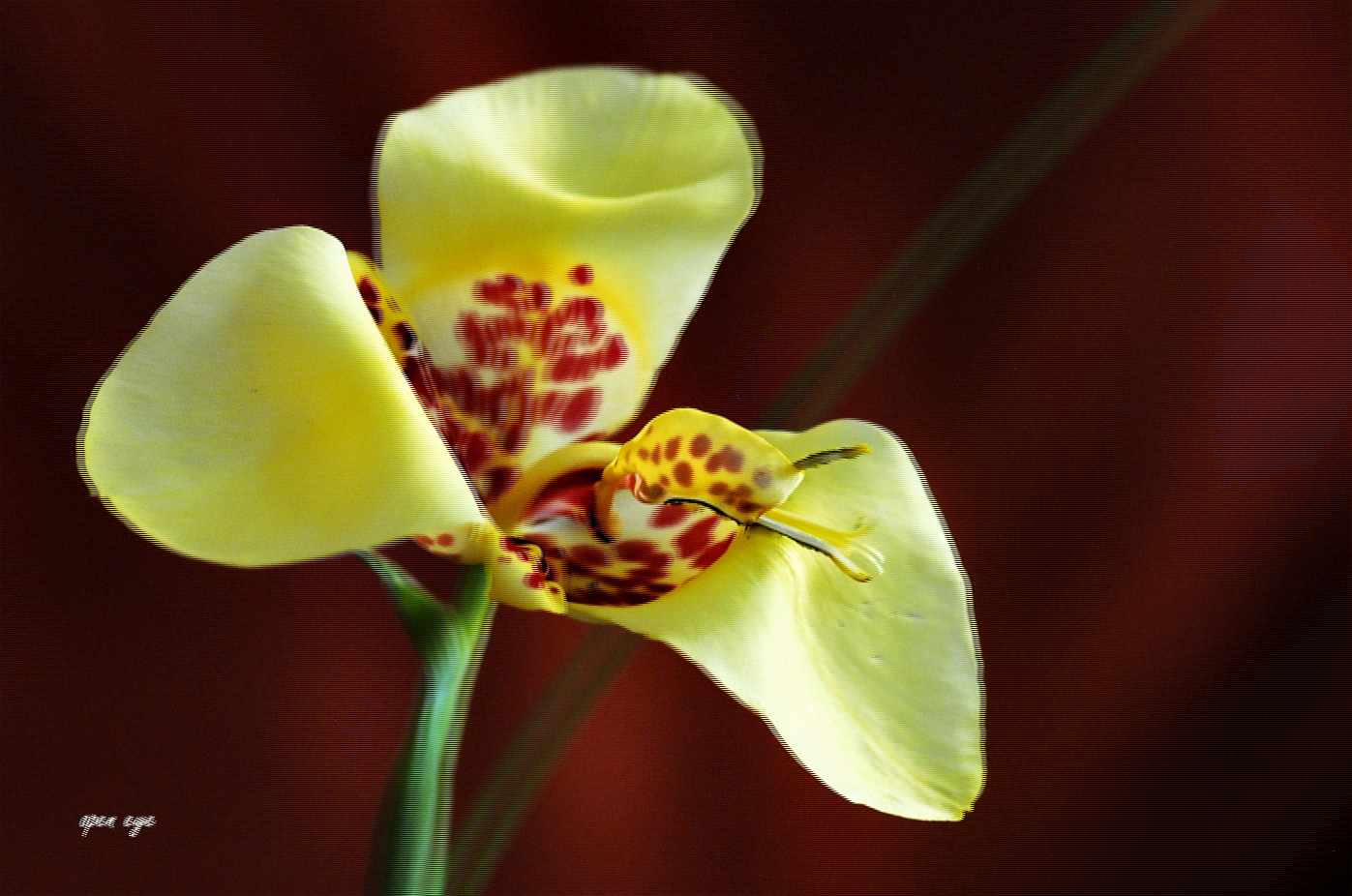 Tiegerblume -  3D Intertlaced Bild an einem Polfilter Monitor oder 3D TV anschauen.