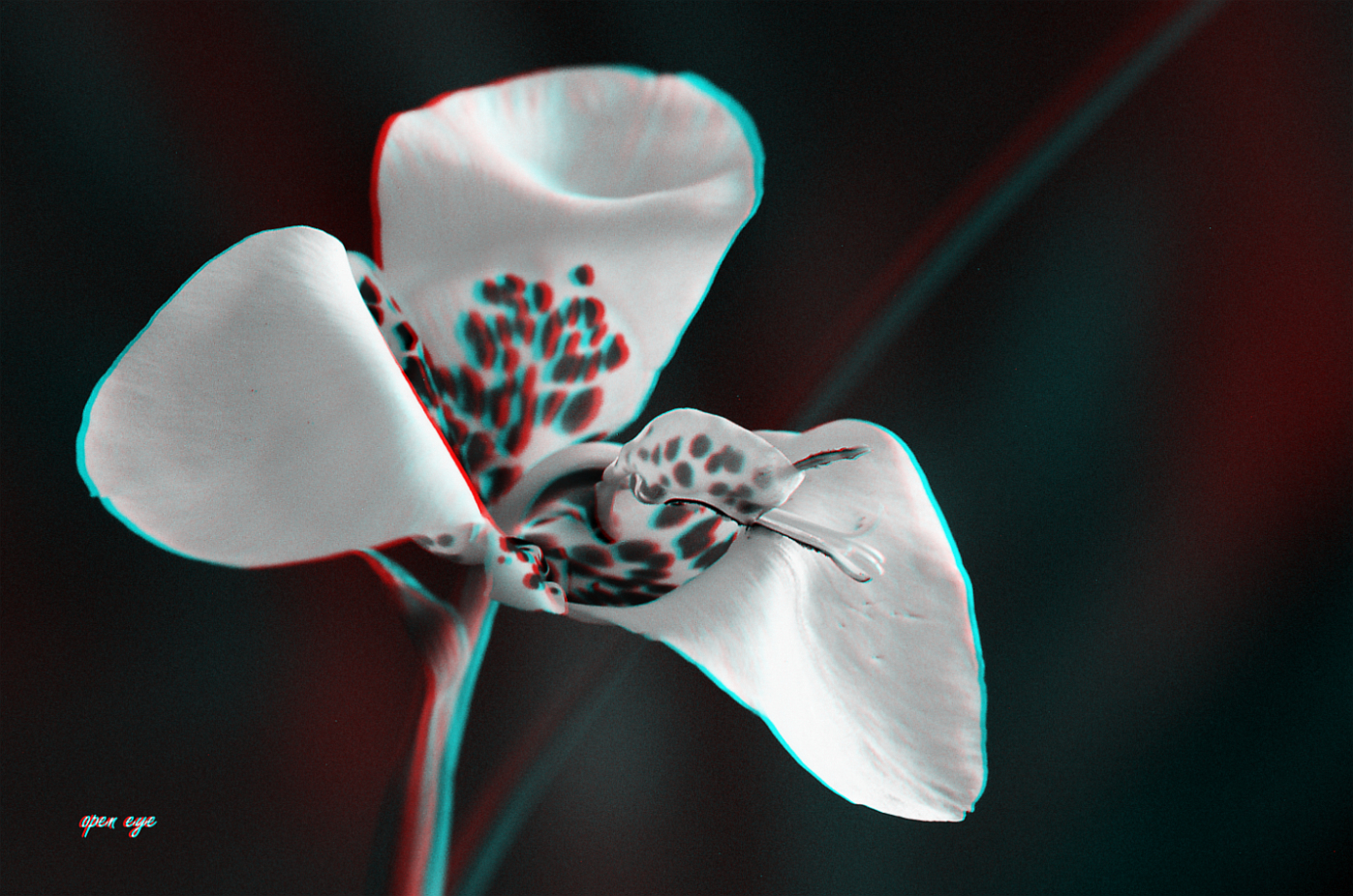 Tiegerblume - Anaglyphe