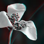 Tiegerblume - Anaglyphe