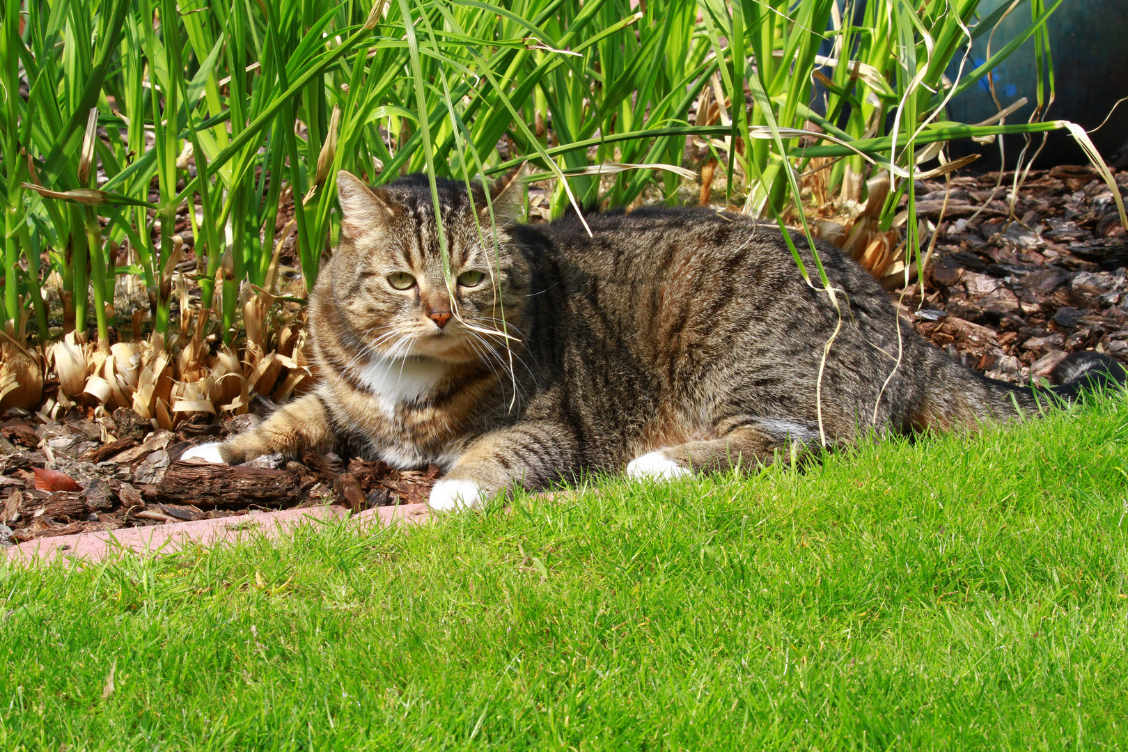 Tiegerchen im Garten