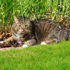 Tiegerchen im Garten