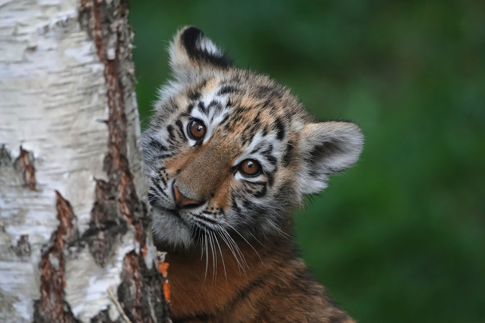 Tiegerchen mit neugierigem Blick