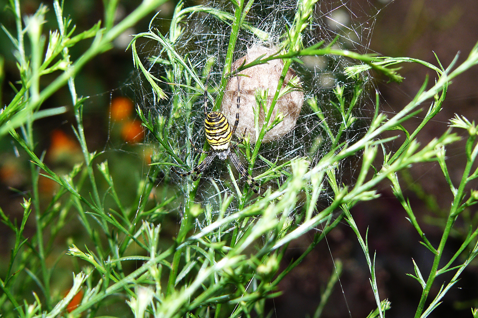 Tiegerspinne beim Nestbau 