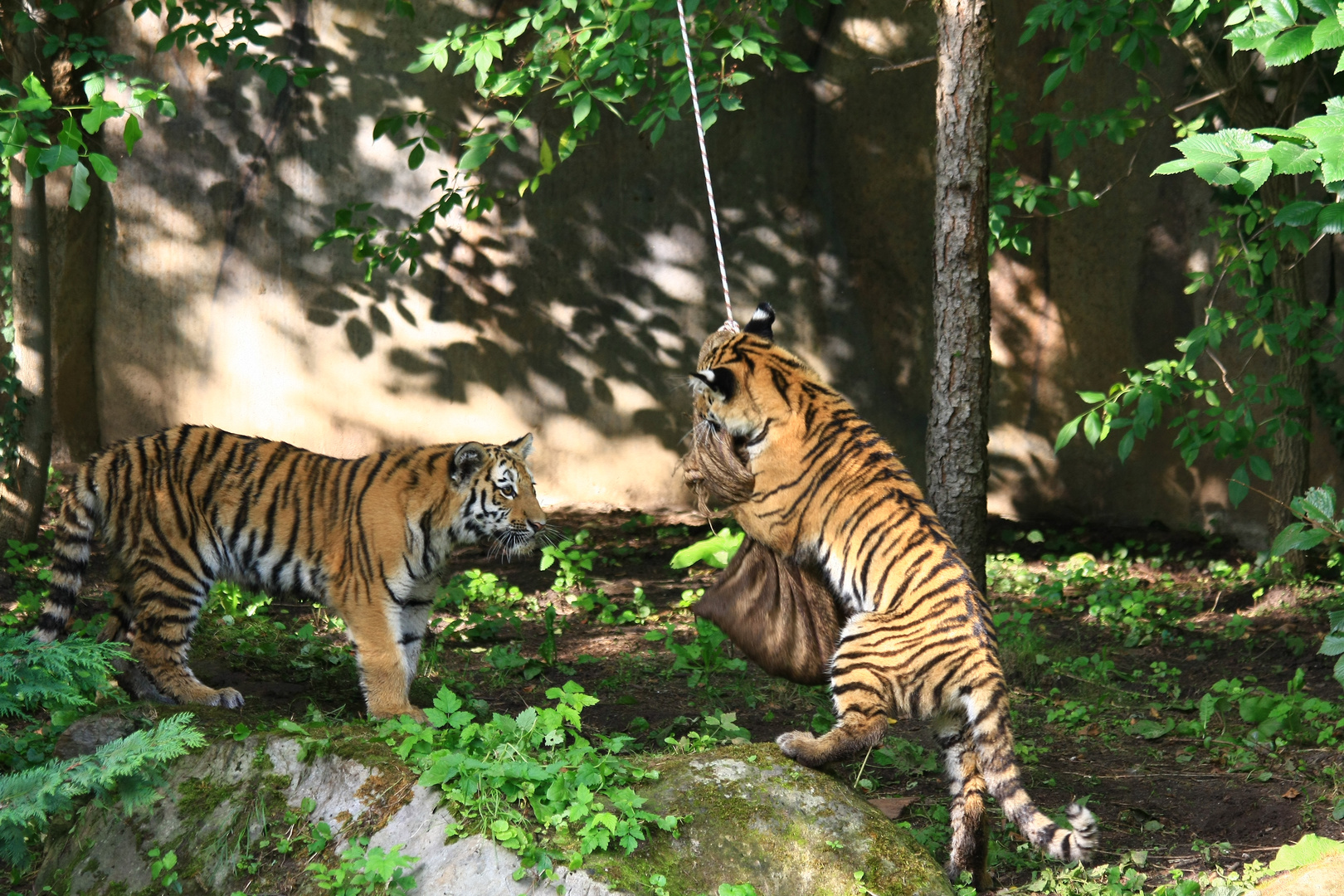 Tiegerzwillinge  Akina und Lenya  Zoo Leipzig