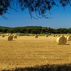 Tiempo de cosecha en los campos de Barcelona.