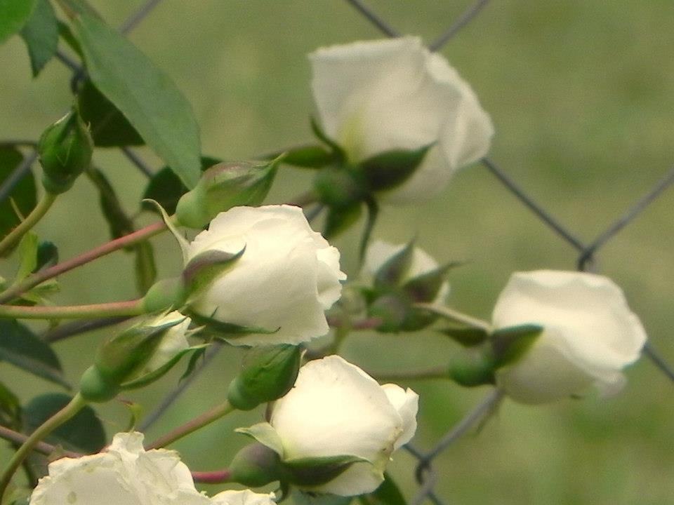 TIEMPO DE FLORES