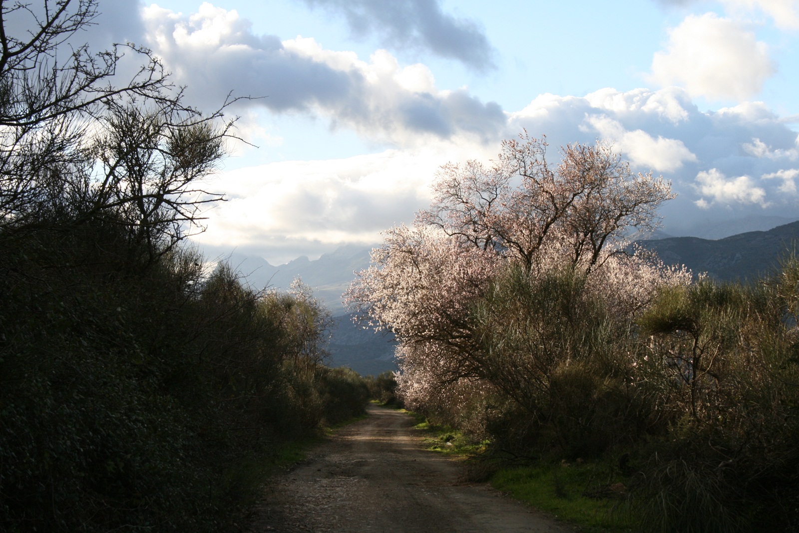 Tiempo de flores de almendro