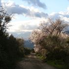 Tiempo de flores de almendro