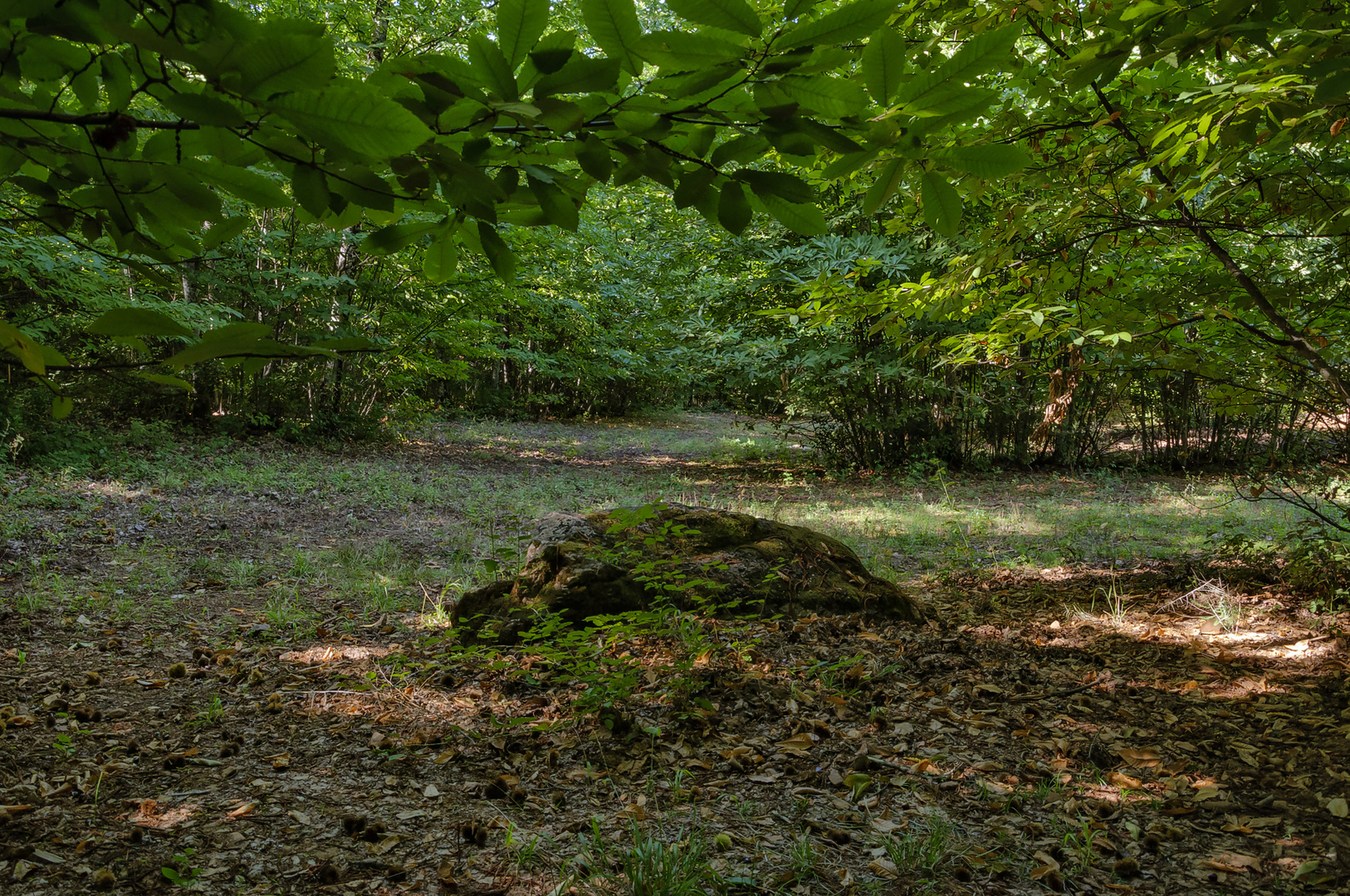 TIEMPO DE LAS CASTAÑAS ( Interior del castañar)