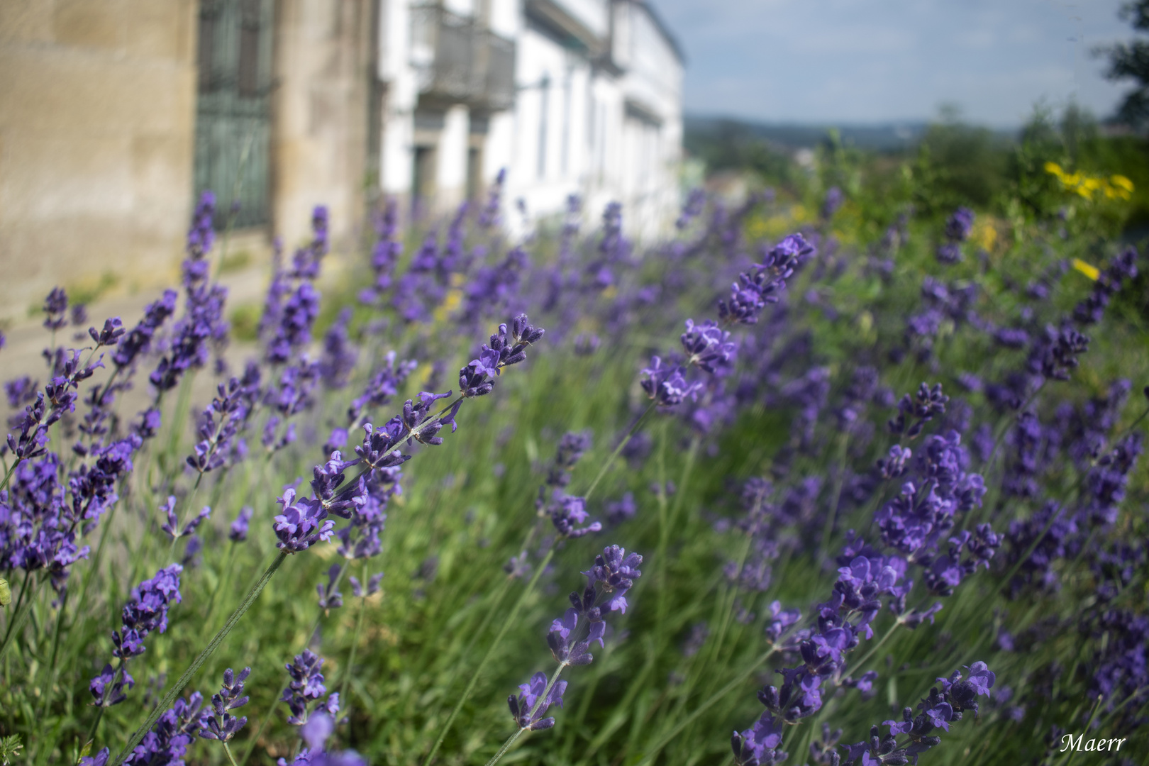 Tiempo de lavanda.