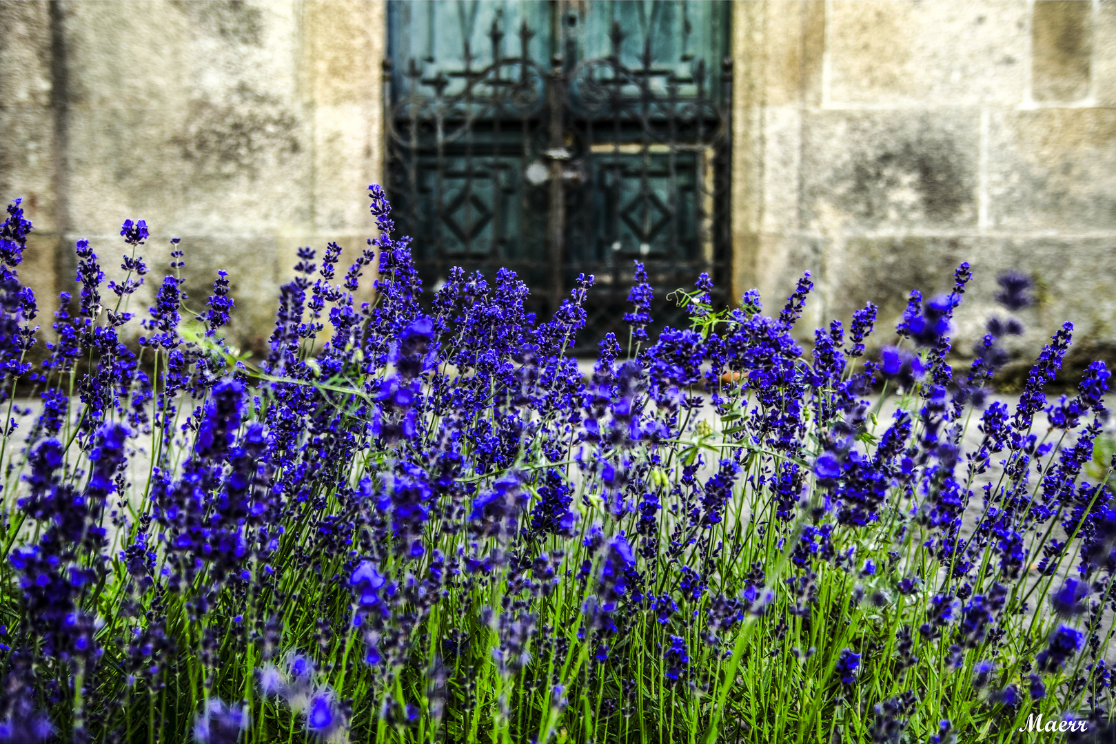 Tiempo de lavanda