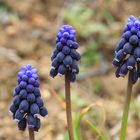 Tiempo de nazarenos (Muscari neglectum)