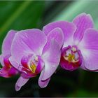 Tiempo de orquídeas