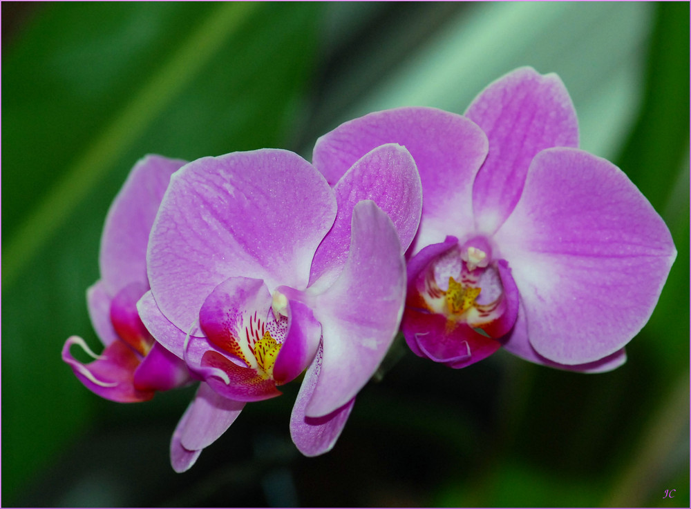 Tiempo de orquídeas