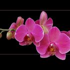 Tiempo de orquídeas # Orchideen-Zeit