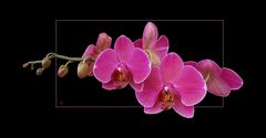 Tiempo de orquídeas # Orchideen-Zeit