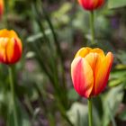Tiempo de tulipanes