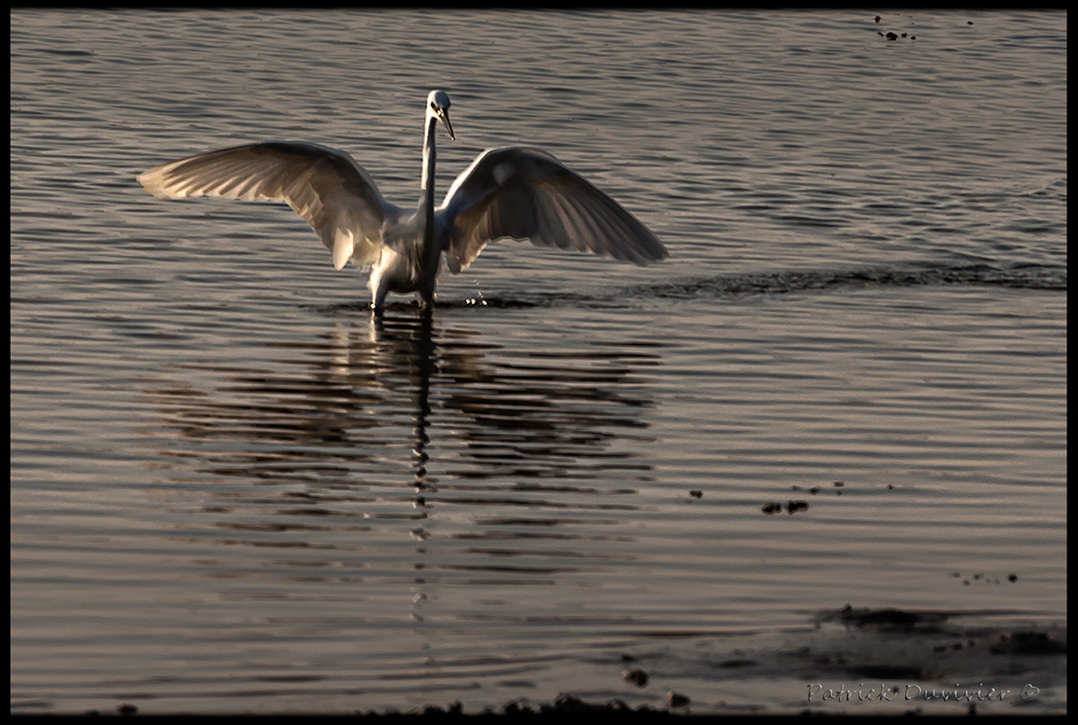 tiens, une aigrette...