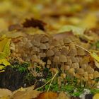 Tiens, voilà des champignons!!  Qu'attendent-ils? Des prédateurs, des hommes....