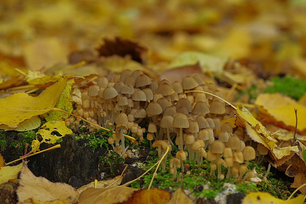 Tiens, voilà des champignons!!  Qu'attendent-ils? Des prédateurs, des hommes....