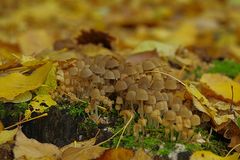 Tiens, voilà des champignons!!  Qu'attendent-ils? Des prédateurs, des hommes....