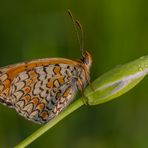 Tiepido sole di primavera