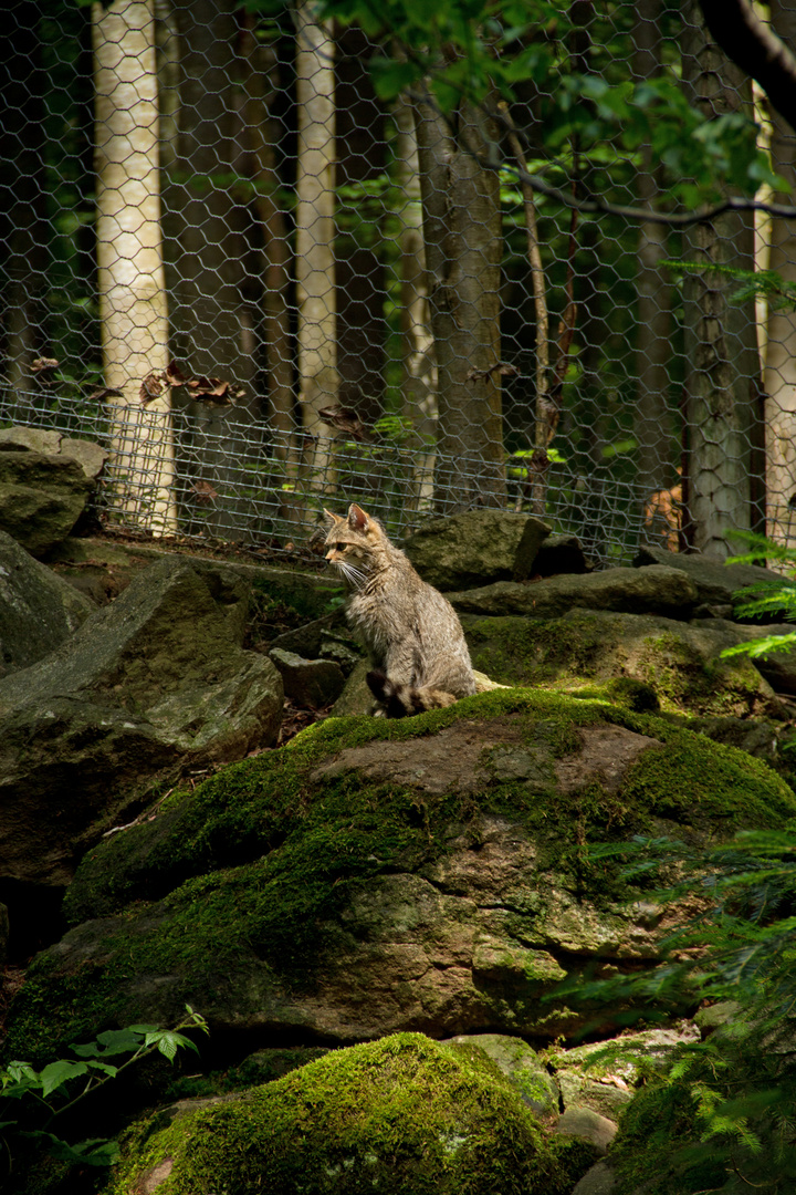 Tier- Freigelände Nationalpark Bayerischer Wald