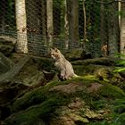 Tier- Freigelände Nationalpark Bayerischer Wald