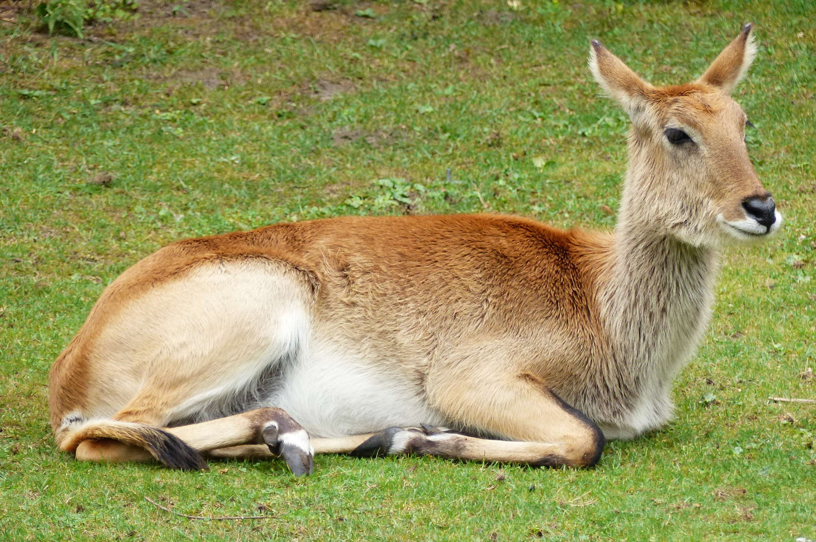 Tier & Freizeitpark Thüle