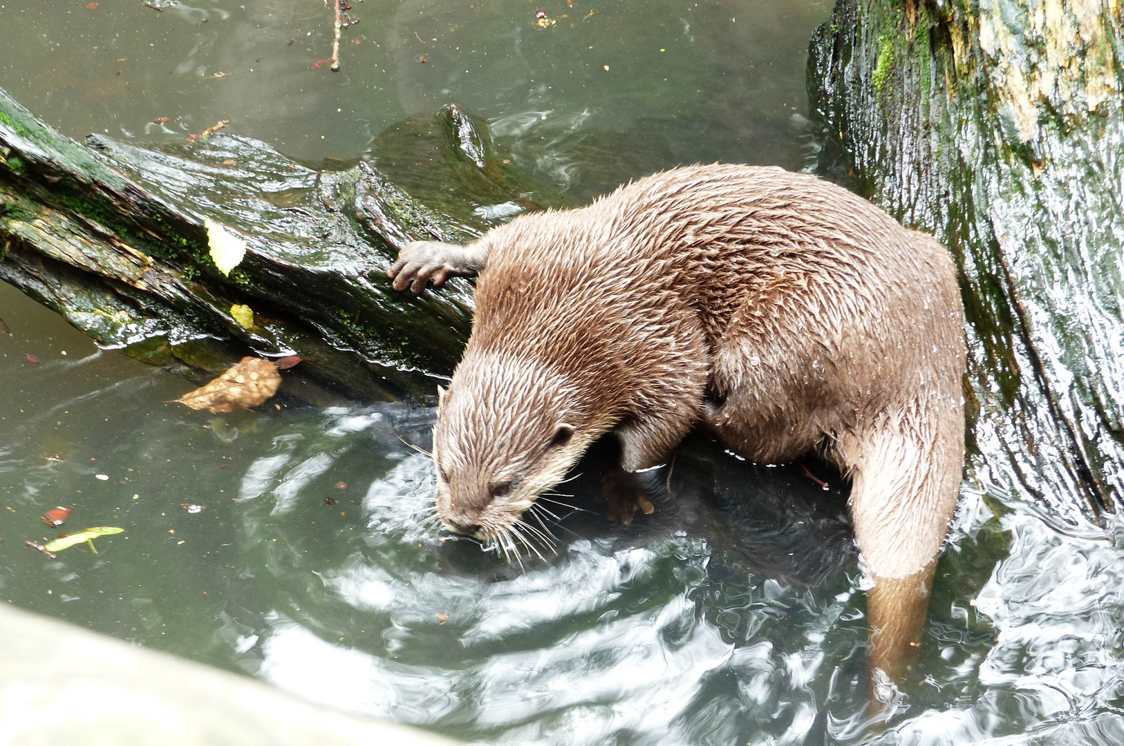 Tier & Freizeitpark Thüle