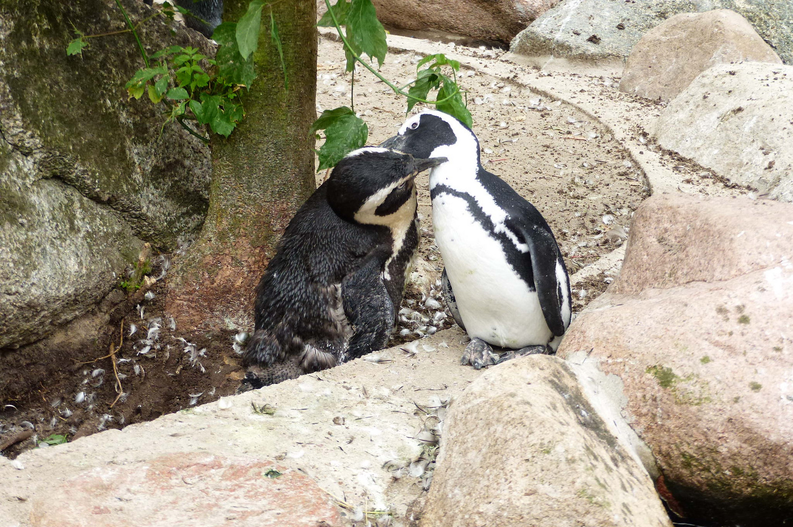 Tier & Freizeitpark Thüle