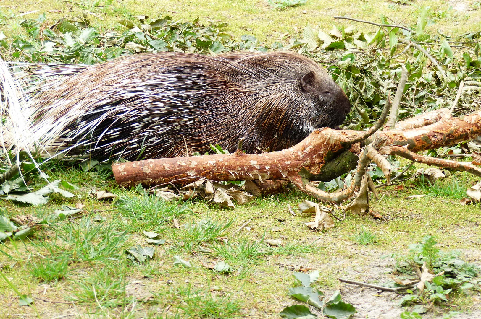 Tier & Freizeitpark Thüle