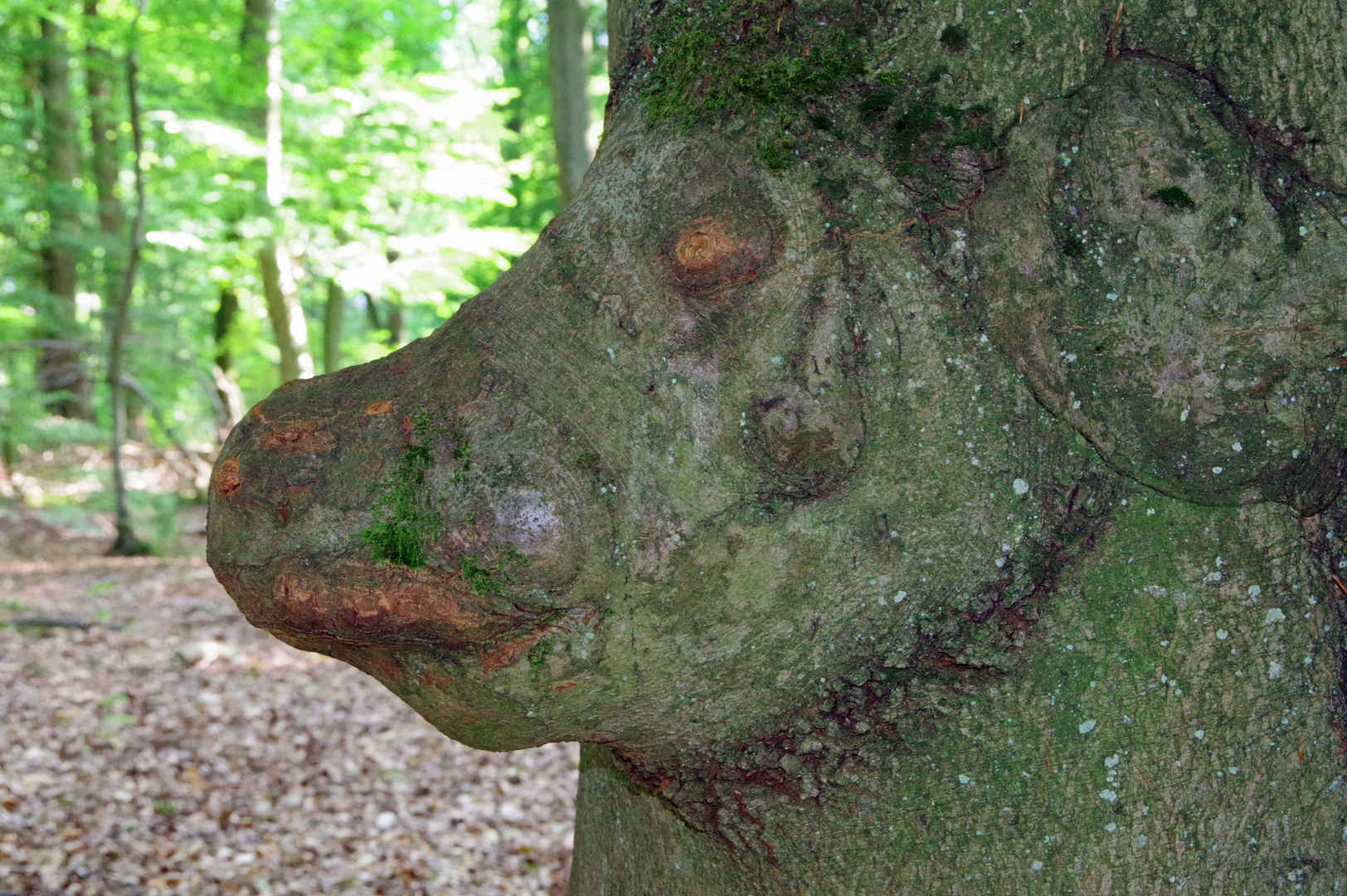 Tier im Baum